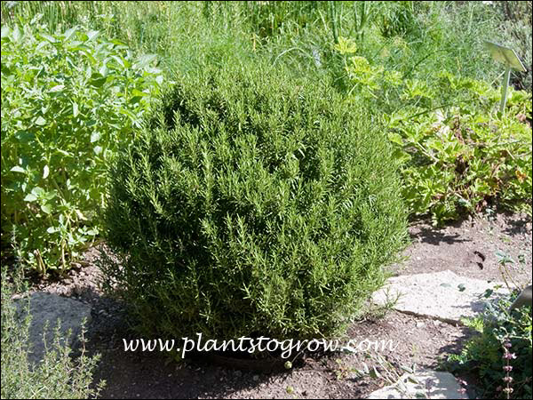 Rosemary are easy plants to clip to different shapes.